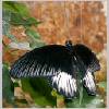 Papilio memnon - Asien - emmen-nl 02.jpg
